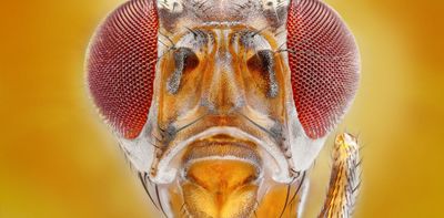 How we created the first map of an insect brain – and what it means for our understanding of the human brain