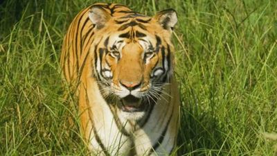 11 stray tigers of Pilibhit Tiger Reserve lodged in UP zoos in 9 years over man-animal conflict
