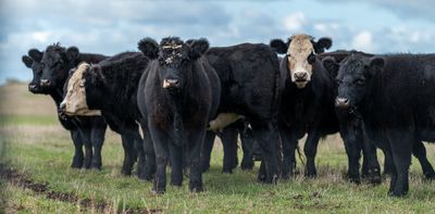 PFAS for dinner? Study of 'forever chemicals' build-up in cattle points to ways to reduce risks