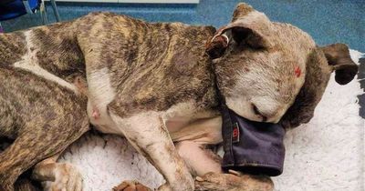 Petition demands tougher laws on dog cruelty cases in Northern Ireland