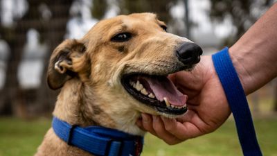 Euthanasia fears over Tasracing revamp of Tasmania's greyhound adoption program guidelines