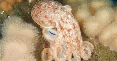Fury at octopus farm plans in Brits holiday hotspot amid huge animal welfare fears
