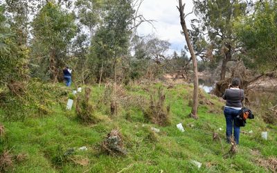 Landcare funding to double under NSW Labor