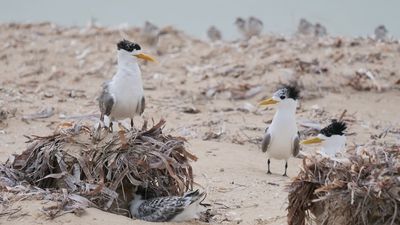 Rains boost migratory, local shorebirds in SA, including rare species