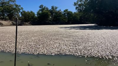 Government investigates after another massive fish kill at Menindee, in NSW's far west
