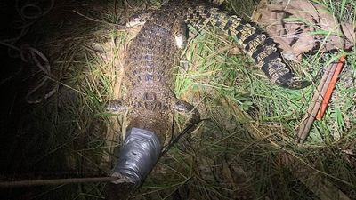 Twelve-year-old girl survives saltwater crocodile attack in creek near Darwin