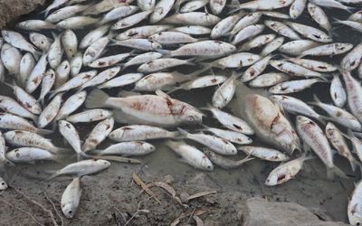 Millions of native fish wash up dead in outback NSW