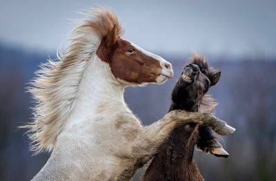 AP Week in Pictures: Europe and Africa