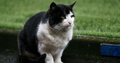 Urgent £500 fine warning issued to anyone who owns a cat