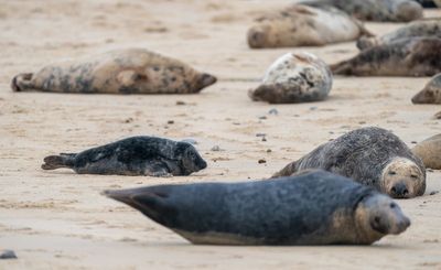 Bird flu found in dead seals on UK beach as public urged to stay away from animal corpses