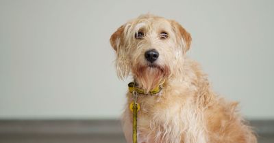 Dogs Trust seek home for 'petrified' dog rescued from puppy farm this Mother's Day
