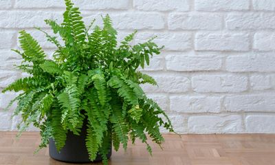 Houseplant of the week: Boston fern