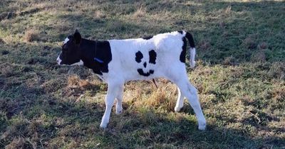 Calf born with smiley face on tummy spared abattoir after being nicknamed Happy