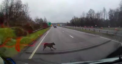 Heart-stopping moment dog leaps in front of car on A9 before sprinting up busy road