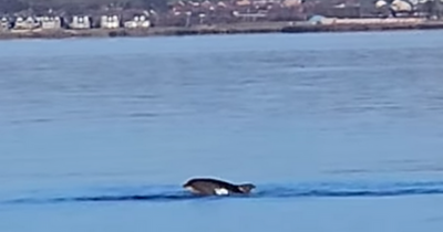Dolphins filmed leaping out of River Clyde as passer-by captures rare show