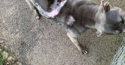 Man left dogs suffering from cigarette burns and stabbing wounds
