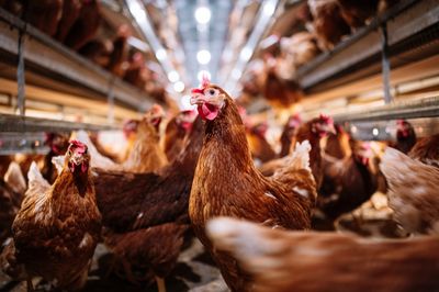 Americans are stress-buying live chickens because of egg prices