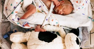 Meet the premature 2lbs 13oz baby who was so small he was dwarfed by his teddy