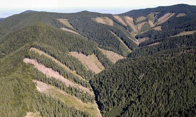 ‘Alarming’ rate of mountain forest loss a threat to wildlife