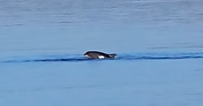 Dolphins spotted leaping out of River Clyde as passer-by films show