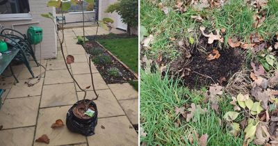 Widower's heartbreak as tree where wife's ashes are buried stolen from Northumberland cemetery