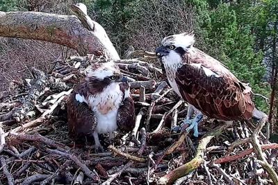 Breeding pair of ospreys return to Scottish nest on same day for first time