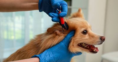 Why is my vet now suggesting tick-bite prevention?