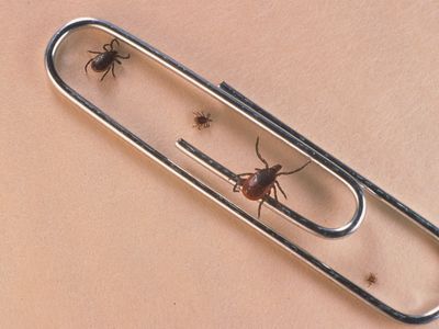 What is Babesiosis? A rare tick-borne disease is on the rise in the Northeast