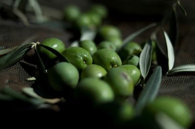 Spain police arrest 16 in olive heist