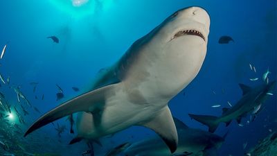 Shark tracking program in attack hotspot is failing to snare 'very dangerous' bull shark species