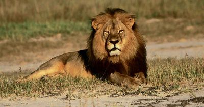 Cecil the lion 'did not die in vain' as trophy hunting imports BANNED in the UK