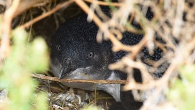 Penguin population under siege finds allies in people of Tasmania's Low Head