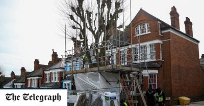120-year-old tree saved after neighbour gets last-minute injunction against council