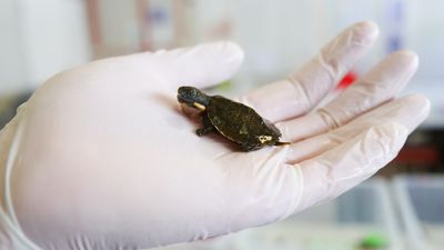 1,500 Bell's turtle hatchlings to be released in Northern Tablelands rivers as part of UNE breeding program