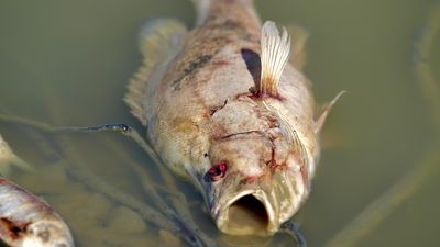 Millions of fish dead in the worst mass kill ever to hit Menindee region, in NSW's far west