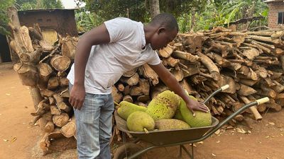 The Little-Known Jackfruit Trade Is Earning Rural Ugandan Farmers Nearly 20 Percent Of Yearly Income