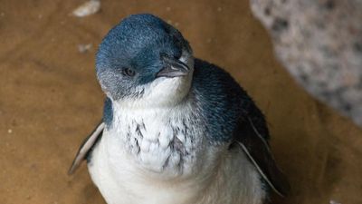 Police identify three youths in relation to penguin mistreatment and killing in Tasmania