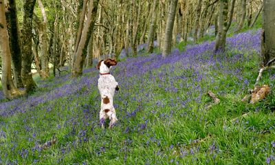Taking the lead: dog owners urged to keep their pets in check in the countryside