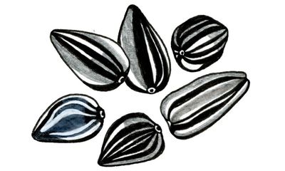 How many seeds are there in a sunflower? Try our kids’ quiz