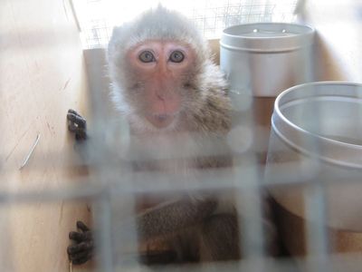 Row erupts over 1,000 lab-test monkeys that may be killed or returned ‘to be trafficked again’