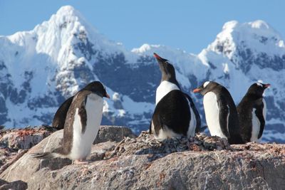 UK charity looking for people to count penguins in Antarctica - How to apply