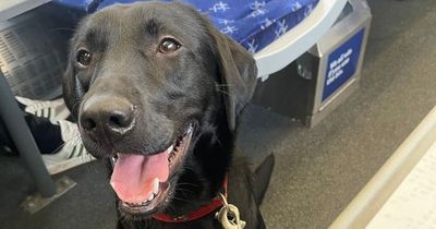 ScotRail conductor 'pulled dog onto track' on train to Paisley