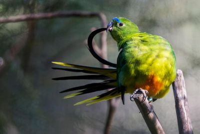 Breeding birds in captivity may alter their wing shapes and reduce post-release survival chances