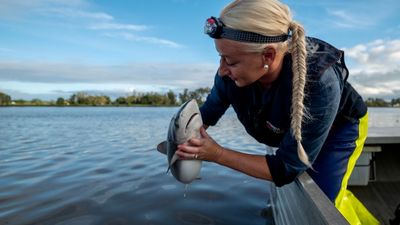 NSW tagging data reveals bull sharks are moving further south and staying longer