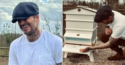 Victoria Beckham makes X-rated joke as David shows off his beekeeping skills