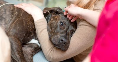 Four dogs die after sadist scatters poisoned meatballs across cross-country race