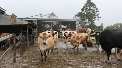 Northern NSW dairy industry faces low milk supply one year on from flood
