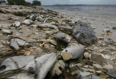 Unwanted visitor ruins spring break in Florida - toxic algae