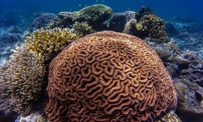 New study suggests there's oxygen loss on coral reefs