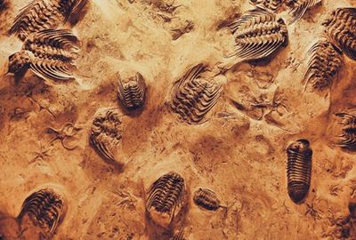 Fossil site is 'Rosetta Stone' for understanding early life: Study